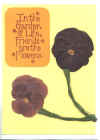 pansy_friend_flower1.jpg (33527 bytes)