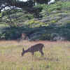 ptlobosdeer.jpg (51762 bytes)