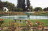 sjroses1.jpg (215035 bytes)