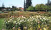 sjroses2.jpg (244184 bytes)
